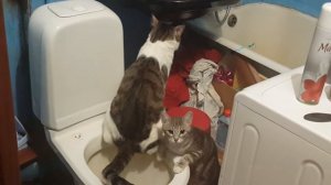 Кот писает
