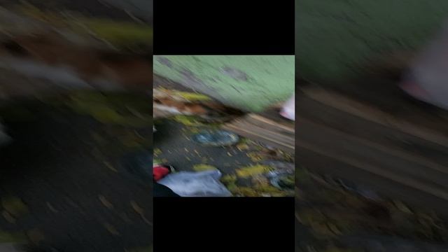 Сестрички рыжики????