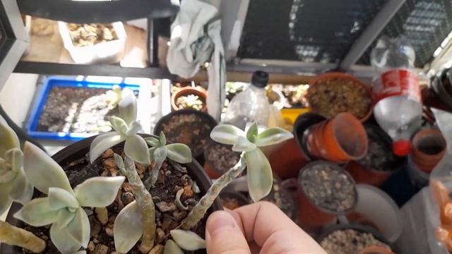 Graptopetalum Paraguayense / Succulent Unboxing video #51 / Whilly смотреть онлайн
