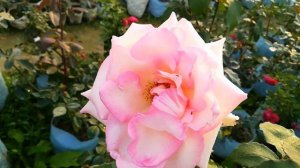 Rose Flower | Beautiful Rose Varieties | Rose Plant