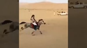Арабские Скакун
