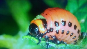 Как избавиться от колорадского жука на картошке навсегда .Это отрава мгновенно убьёт жука.