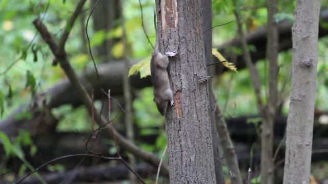 Серая крыса в Южно-Приморском парке пытается забраться в кормушку смотреть онлайн