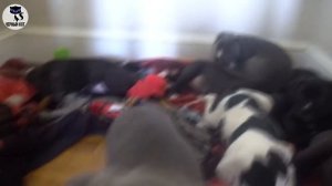 ✔ Питбуль - эта собака ваш надёжный друг и охранник. Всё о породе питбуль