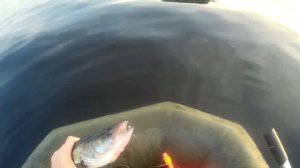 Ловля судака и щуки на кружки на крупного карася!!!