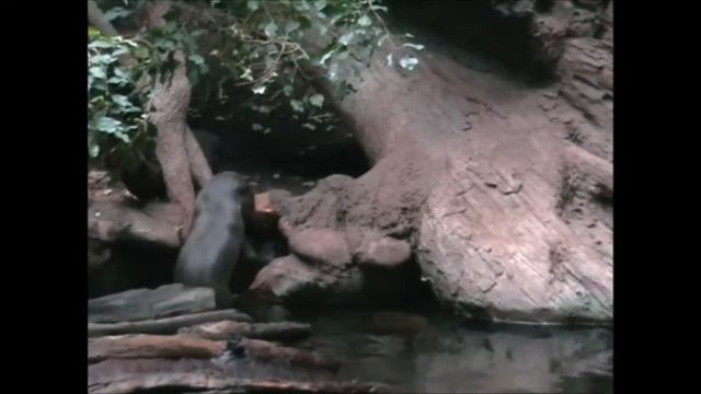 Прага Зоопарк Выдры (Video Travels) смотреть онлайн