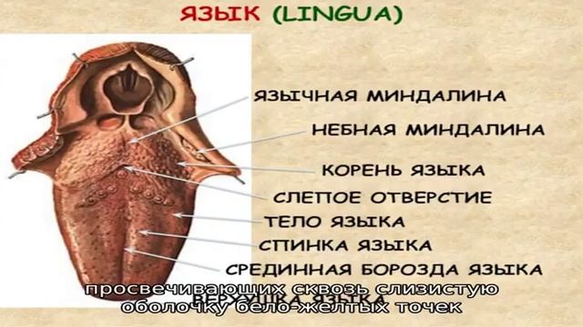 Признаки воспаления и методы лечения язычной миндалины