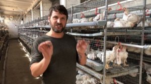 Клетка для бройлера своими руками, выращивание бройлера, бизнес на бройлерах кобб 500,