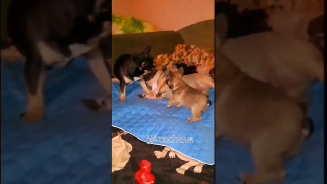 💕Папа Мама Я❤️ смотреть онлайн