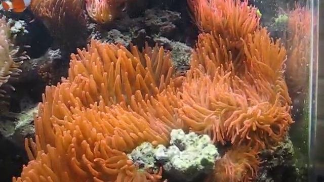 Rose Anemone Video