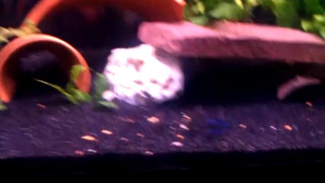 Melanochromis Maingano 6 wk old fry смотреть онлайн