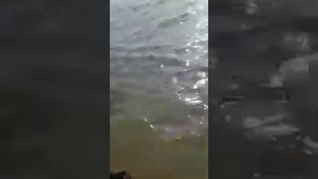 рыбалка Талас смотреть онлайн