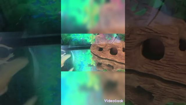 животное похожее на инопланитянина смотреть онлайн