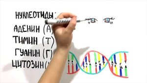 ДНК - Что это такое?