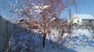 Что происходит с ивами Тортуоза. Монстры в моём саду.