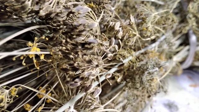 СУШЕНЫЙ УКРОП! Укропные секреты ? Заготовка укропа на зиму!