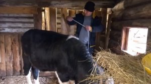 Откорм быков. Сколько набрал бык за месяц#крс#быки#откорм#корм_для_быков#Вес#Привес#Кормление_быков