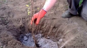 Фундук. Посадка саженцев. Закладка сада. Весна.