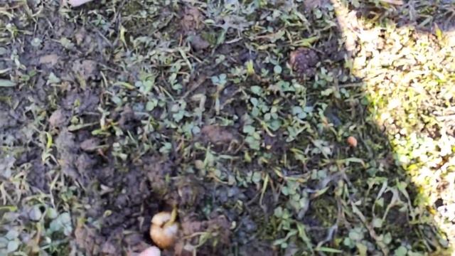 Как перезимовали мои осоки новозеландские. Весна в Подмосковье. Прогулка по саду смотреть онлайн