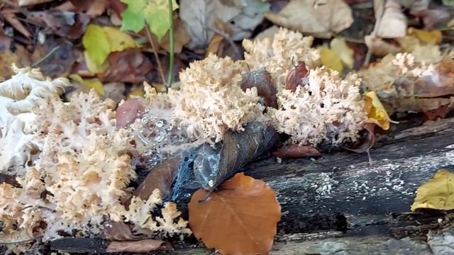 Hericium coralloides (dinţi de coral, ariciul coral, coral tooth, comb’s tooth fungi) смотреть онлайн