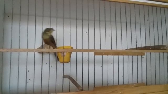 Садовая овсянка