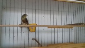 Садовая овсянка