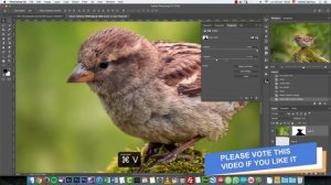 Birds Photography Editing and Blending (PSD Box)