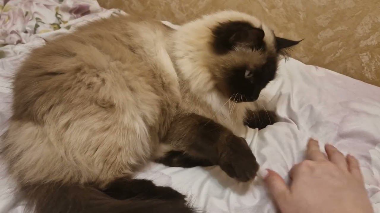 Кошка Моника 1000 подписчиков  Моничка принимает поздравления  Невская Маскарадная Monica Cat