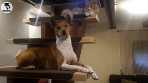 ✔ Басенджи -  африканская нелающая собака. Порода с многовековой историей