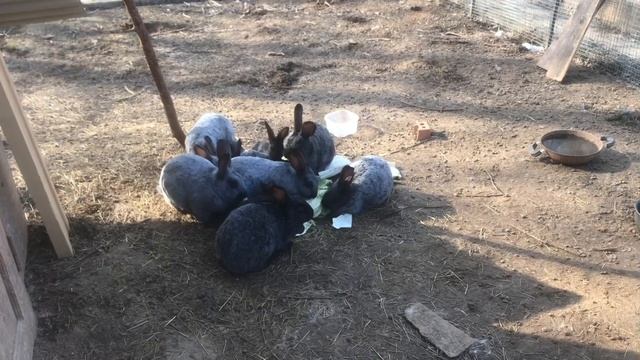 Кормление наших кроликов в вольере домашними пищевыми отходами. Мои кролики. Дачная Жизнь ТВ.