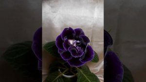 Сеянец, который превзошел мои ожидания. Тидея тёмно-фиолетовая и махровая.