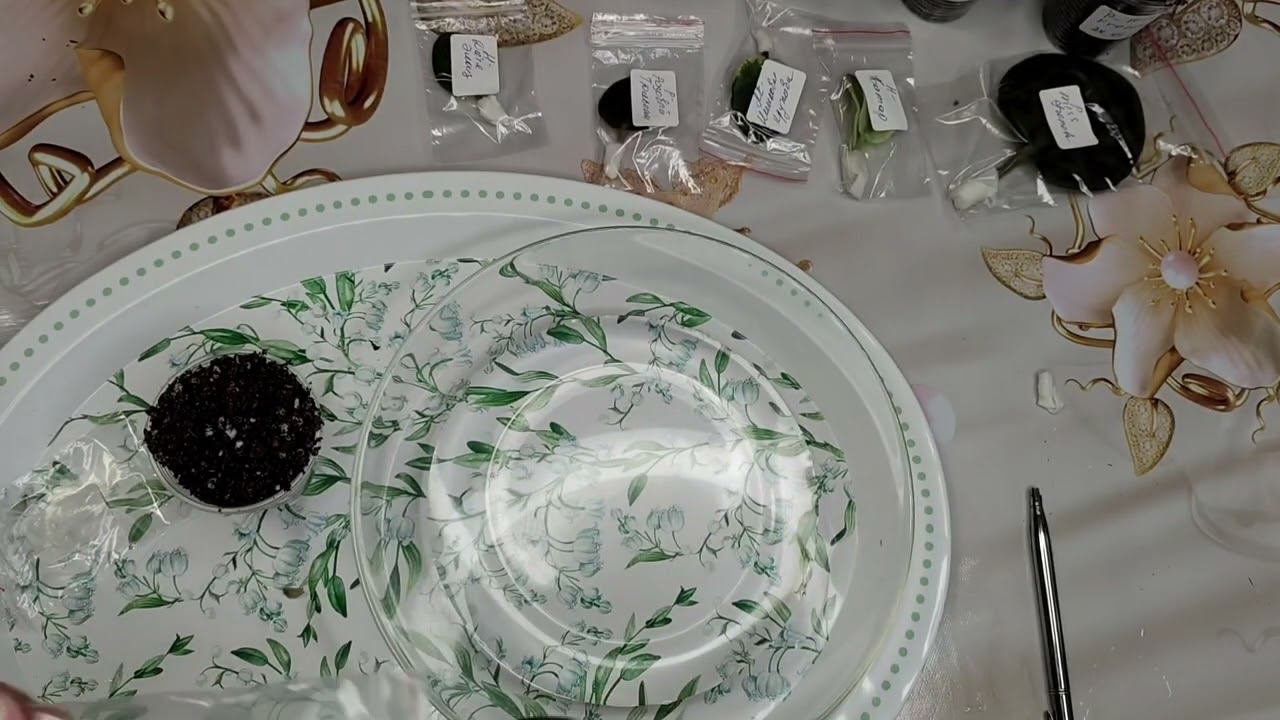 Укоренение листовых черенков.