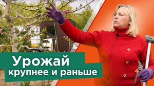 ЗЕЛЕНЫЕ СПЕЦОПЕРАЦИИ В МАЕ! Обязательно удалите эти побеги на персике, абрикосе и смородине