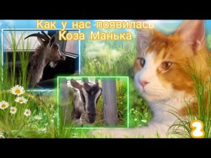 Как у нас появилась Коза Манька, часть 2