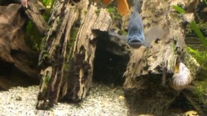 Львиноголовая Цихлида Steatocranus casuaris продажа оптом