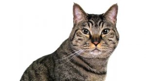Кот метит. Что делать?