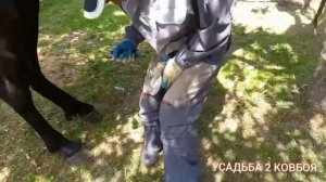 Расчистка копыт коня.