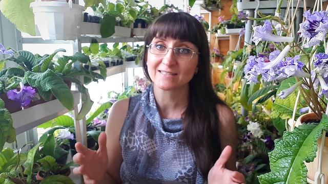 Выращиваем крупноцветковые стрептокарпусы