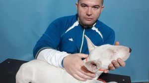 Как правильно одевать ошейник контроллер, почему он не работает?