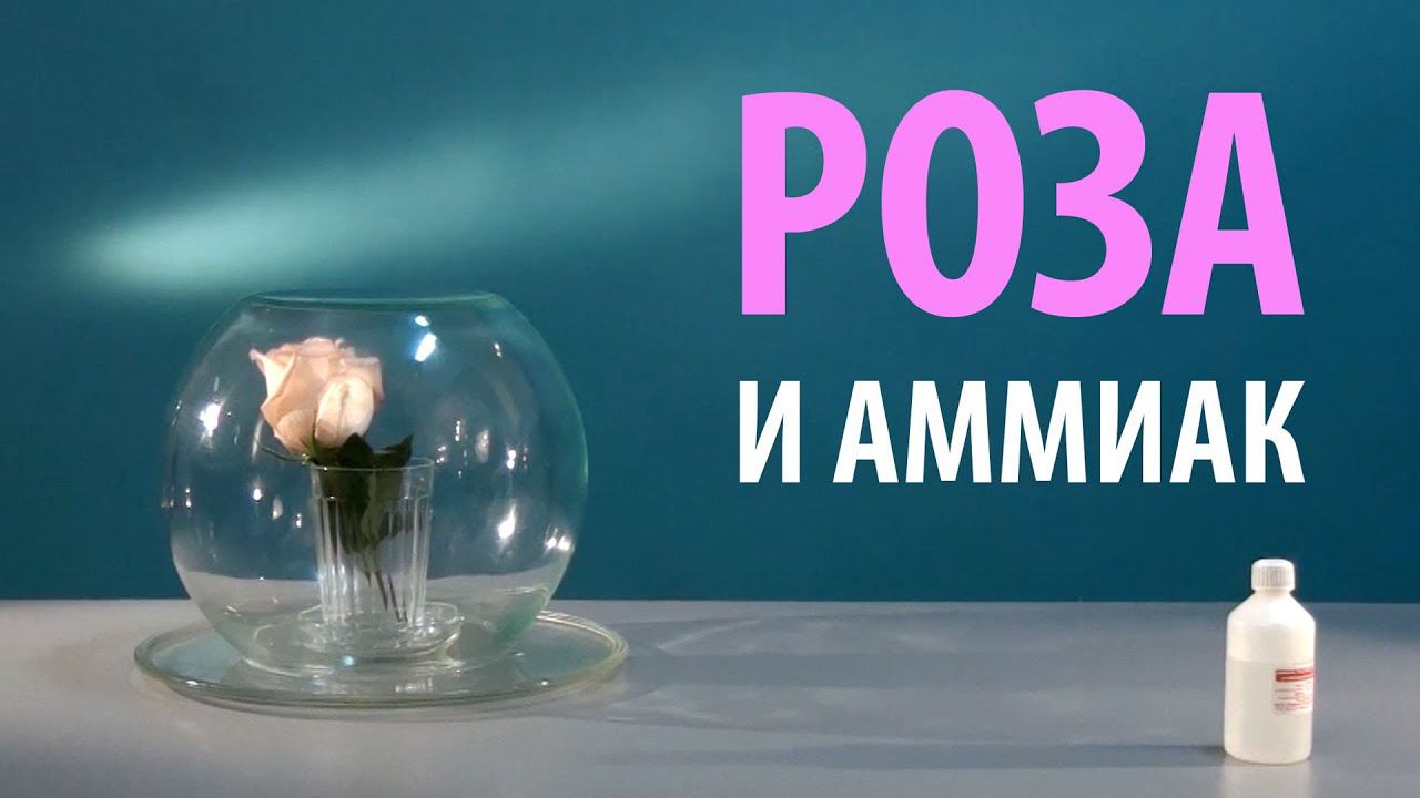 РОЗА И АММИАК - химические опыты с растениями смотреть онлайн
