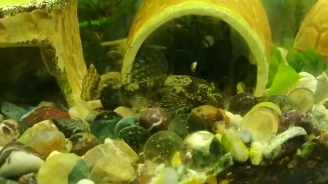 мои новые растения перезалил смотреть онлайн