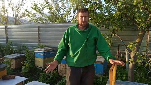 Как усилить слабую семью пчел. Как подсилить слабую семью расплодом без драки пчел