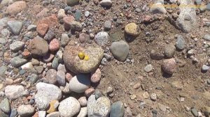 Какая же она старая это монета 1726 года  What is it an old coin 1726