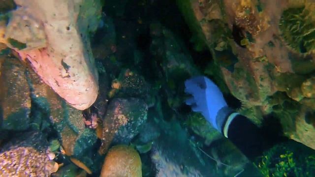 Подводная охота м. Вятлина. Владивосток. Терпуг, осминог. 17 октября 2021. смотреть онлайн