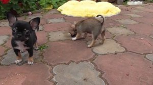 семейка ЧИХУА @ Щенки ЧИХУАХУА из питомника 2,5 месяца