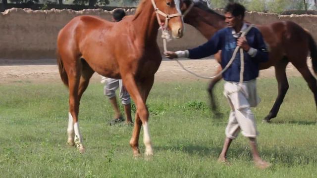 Samhoon ex Lavender Mist yearling colt in March 2014 (2) смотреть онлайн