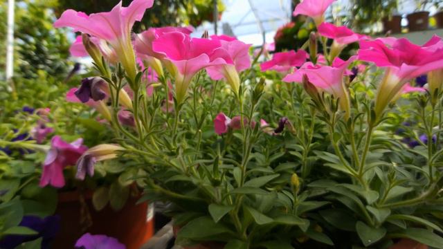 Petunias 觀花植物圖鑑 矮牽牛花 смотреть онлайн