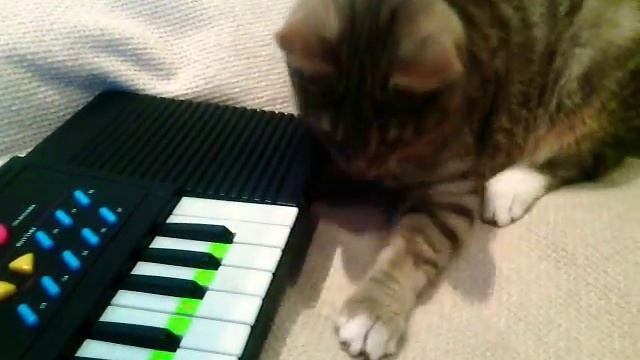 Кот играет на пианино! смотреть онлайн