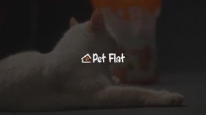 ОБЗОР НАПОЛНИТЕЛЯ Pet Flat / Силикагелевый наполнитель для кошачьего туалета