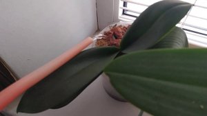 Удобрение Гроу Морэ эксперименты на моих орхидеях